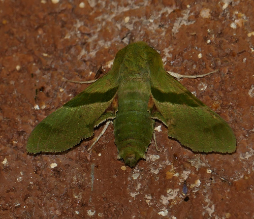 Terloo Sphinx photo 3