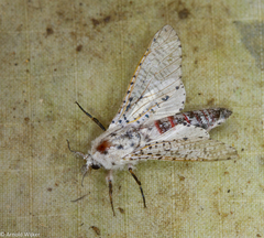 Polyphagozerra coffeae