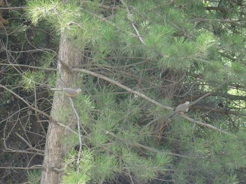 Spotted Dove