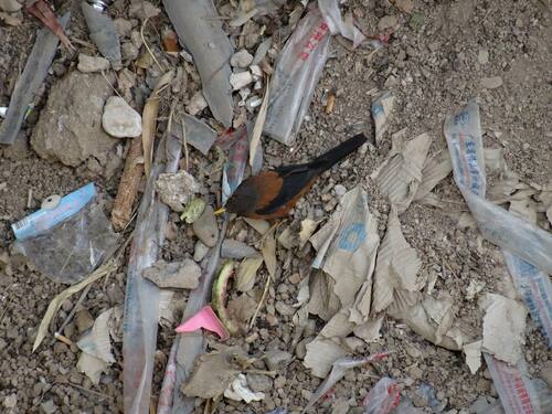 Chestnut Thrush