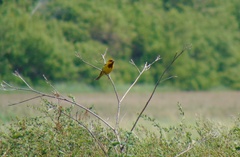 Emberiza bruniceps