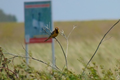 Emberiza bruniceps