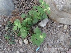 Perityle microglossa