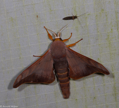 Comparmustilia sphingiformis