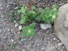 Perityle microglossa