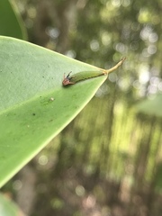 Polyura schreiber