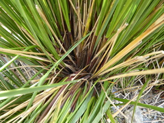 Chionochloa macra