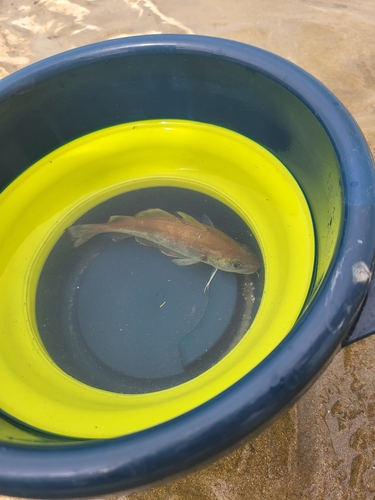 Foto de Faneca (Trisopterus luscus)