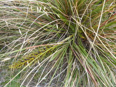 Aciphylla kirkii
