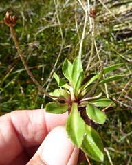 Plantago novae-zelandiae