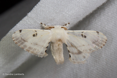 Penicillifera apicalis