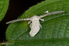 Penicillifera apicalis