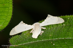 Penicillifera apicalis