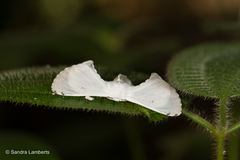 Penicillifera apicalis