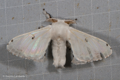 Penicillifera apicalis