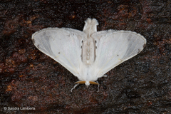 Penicillifera apicalis