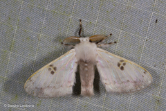 Bombycinae
