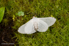 Penicillifera apicalis