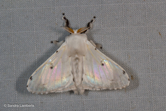 Penicillifera apicalis