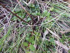 Ranunculus gracilipes