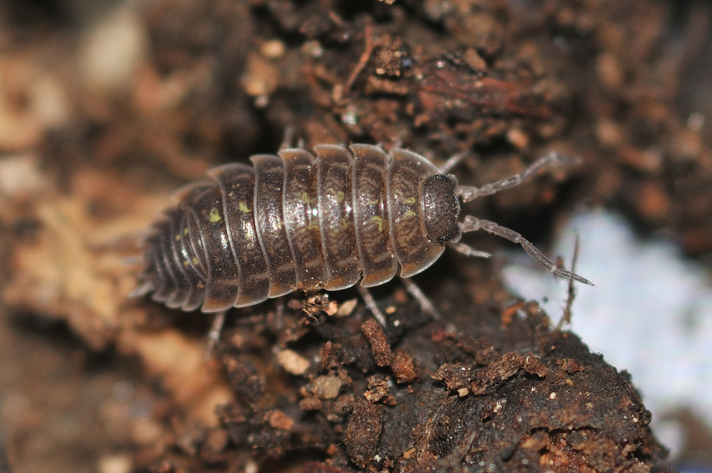 Porcellio from 09110 Ascou, France on August 9, 2023 at 02:42 PM by ...