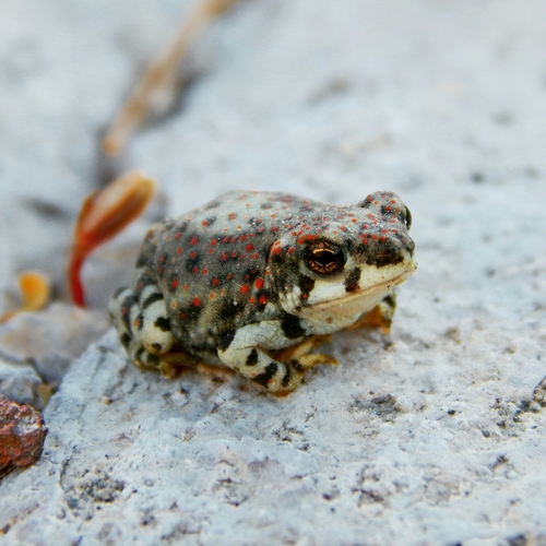 Red-spotted Toad, La Paz, B.C.S., México, photo 7 of 10