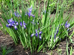 Iris ruthenica