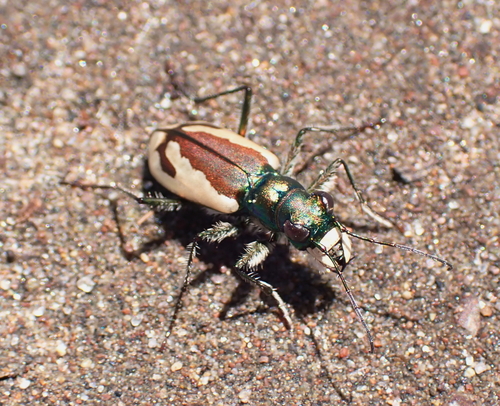 Colorado Dune Tiger Beetle photo 4