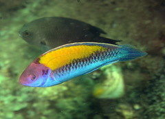 Orange-Back Wrasse photo 2