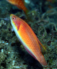 Tono's Wrasse photo 4