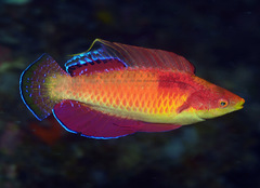 Tono's Wrasse photo 1
