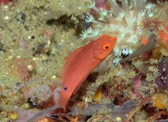 Tono's Wrasse photo 2