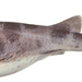 Whitefin Swellshark - Photo (c) CSIRO National Fish Collection, some rights reserved (CC BY)