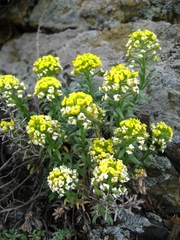 Alyssum lenense