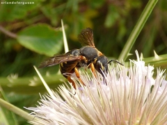 Rhodanthidium septemdentatum