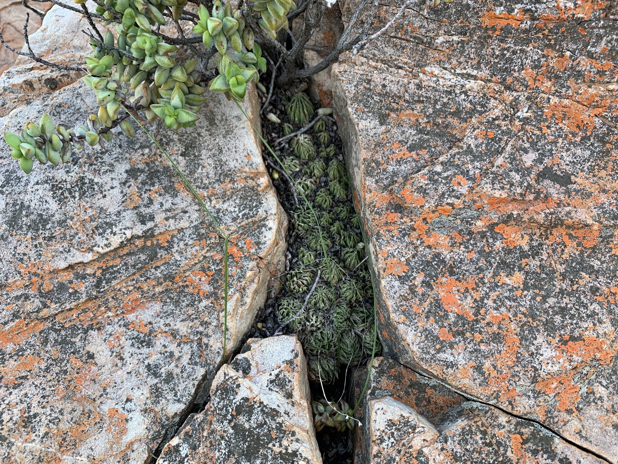 Imagem de Haworthia marumiana não possui um nome popular amplamente reconhecido no Brasil