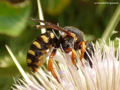 Rhodanthidium septemdentatum