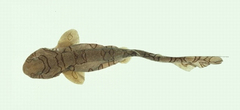 Reticulated Swellshark photo 4