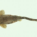 Reticulated Swellshark - Photo (c) 邵廣昭, some rights reserved (CC BY-NC)