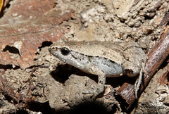 Microhyla mymensinghensis