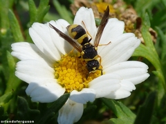 Parodontodynerus ephippium
