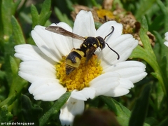 Parodontodynerus ephippium