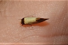 Olbonoma disticta