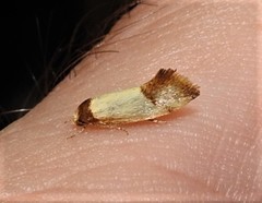 Olbonoma disticta