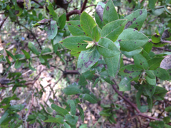 Arctostaphylos pallida