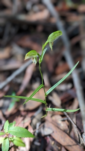 Image of Pterostylis longifolia by no rights reserved