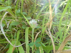 Trifolium stellatum image