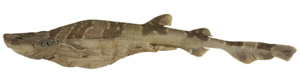Cook's Swellshark