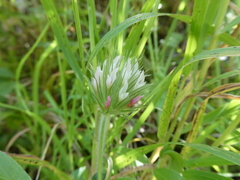 Trifolium stellatum image