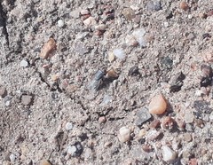 Sarcophagidae